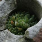 green succulent plant on gray concrete pot