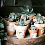 green succulent plants on brown clay pots