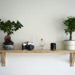 plants, camera, and camera lens on shelf